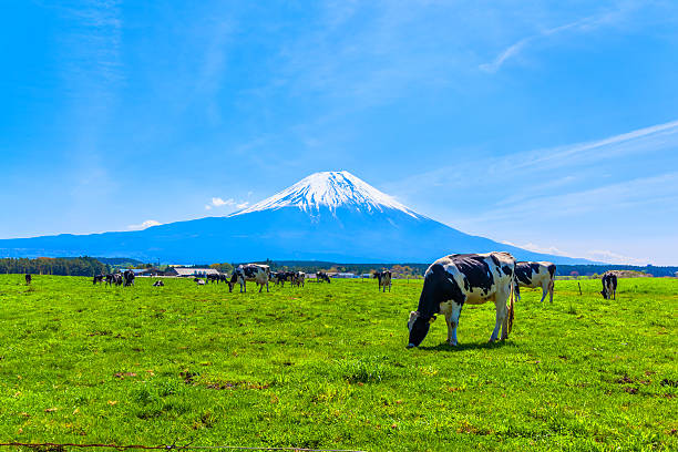 istock Cattle grazing in Asagirikogen to Mount Fuji views 510013537
