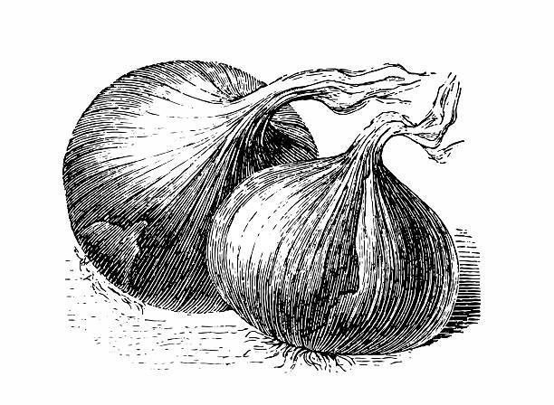 onion Engraved image of onion engraving food onion engraved image stock illustrations