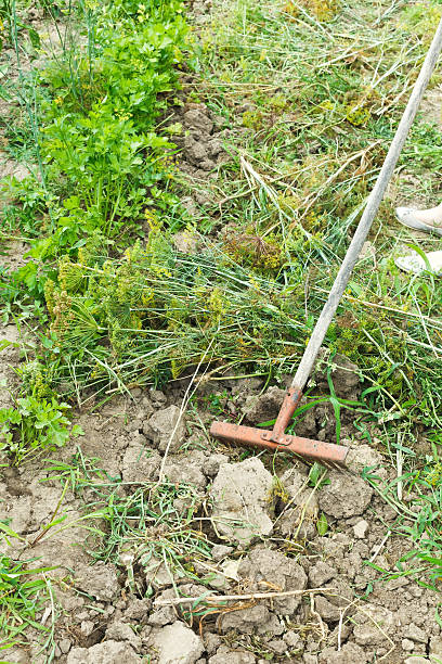 istock gathering cut grass by rake in garden 510013603