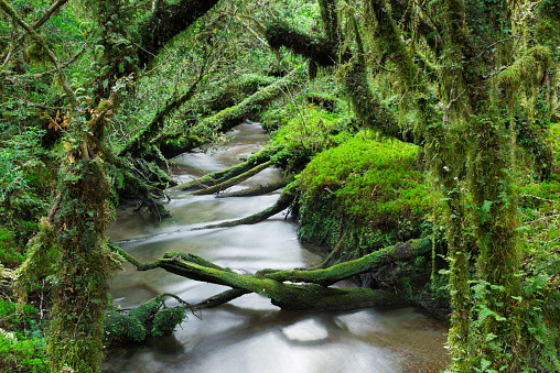 Enchanted bosque, Queulat Parque Nacional (Chile photo