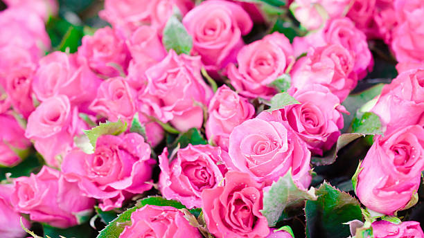 istock closeup of pink rose texture background 510014654