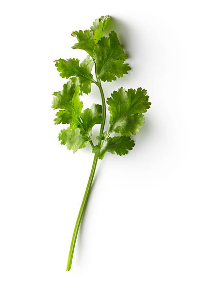 Fresh Herbs: Cilantro Isolated on White Background http://www.stefstef.nl/banners2/freshherbs.jpg cilantro stock pictures, royalty-free photos & images