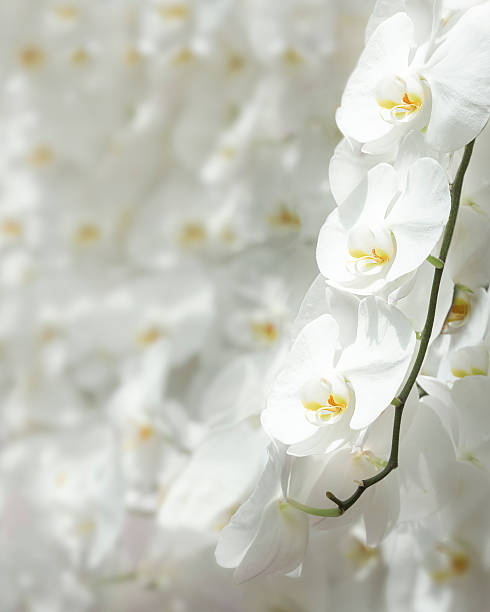 istock Wall of white Moth orchids 510015760