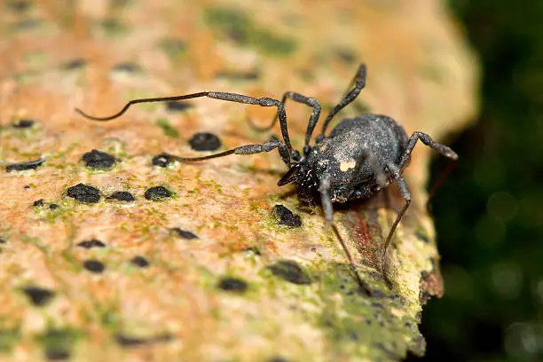 Photo of Nemastoma bimaculatum harvestman spider