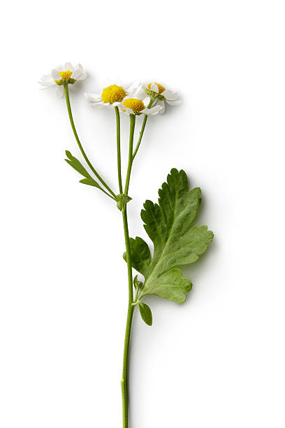 花 : カモミールに隔てられた白の背景 - german chamomile drink chamomile plant chamomile ストックフォトと画像