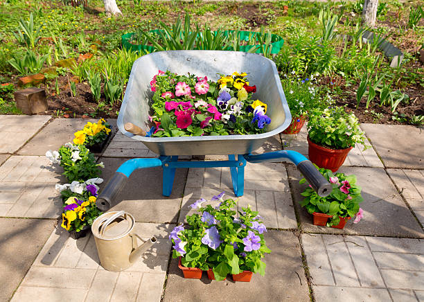 istock wheelbarrow with potted flowers and garden tools 510016016