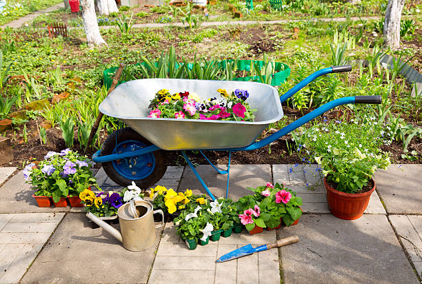 istock wheelbarrow with potted flowers and garden tools 510016136