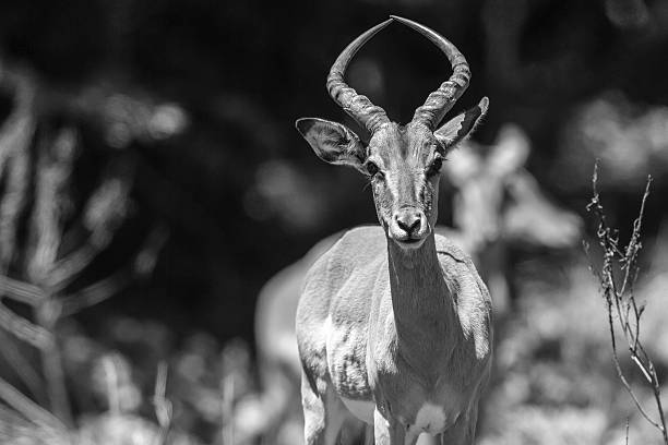 istock Buck Wildlife Animal 510017554