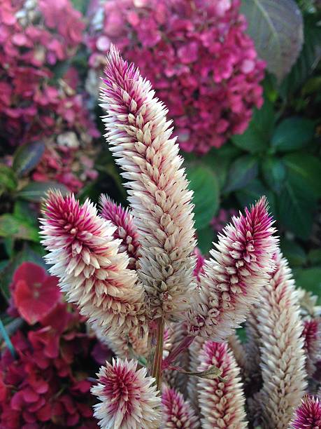 istock Celosia Caracas (Cockscomb) Flower Growing on Flowerbed in Fall. 510017642
