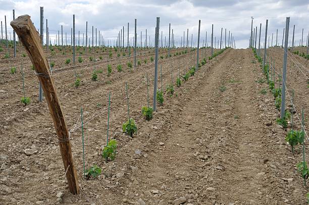 istock Vineyard in France 510018670