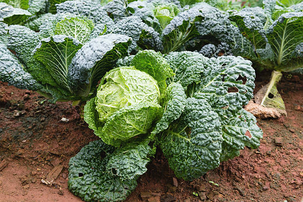 istock Savoy cabbage in the organic winter garden 510018830