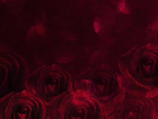 istock Romantic red roses and water drop abstract valentine background 510019850