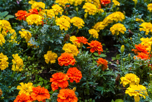 orange and yelow flowers Marigold