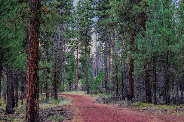 istock dirt road in the woods on a cloudy day 510036965