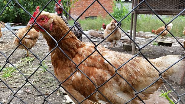 istock Red Hen in the Scoop 510037801