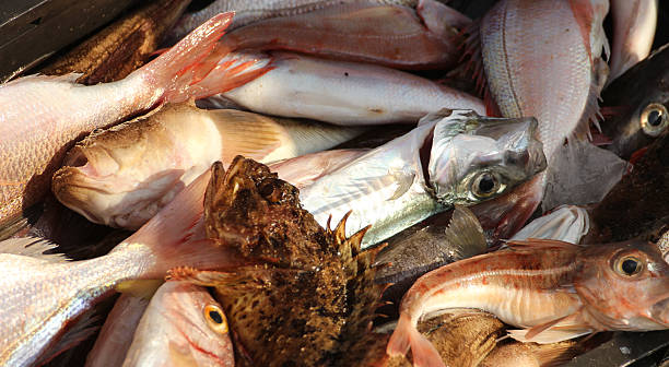 istock Bunch of fish on the market 510037939