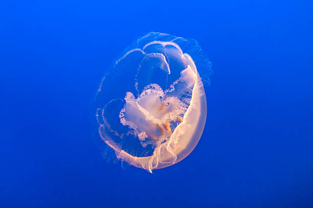 Free Stock Photo of Graceful jellyfish swimming in deep blue ocean ...