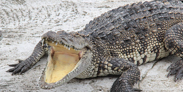 istock crocodile in the zoo 510039771