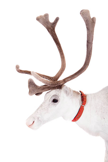 istock Reindeer or caribou, on the white background 510040281