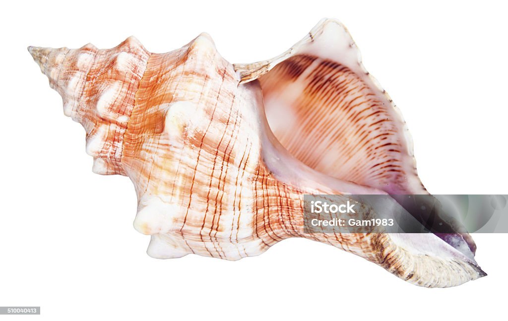 conch Marine seashell shell conch marine seashell shell on white background Animal Stock Photo