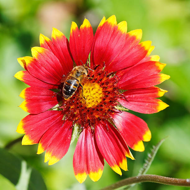 istock bee sips blossom nectar from gaillardia flower 510041131