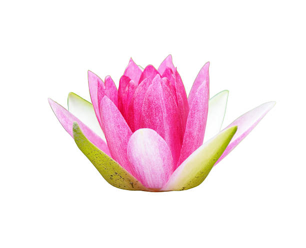 istock Pink lotus on the white background 510042037