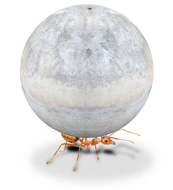 istock mighty ant holding heavy stone on white background 510042045