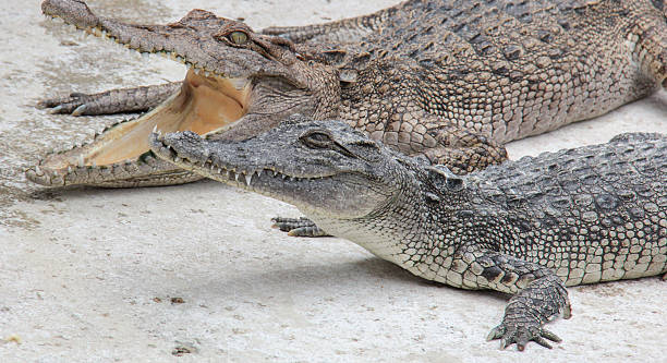 istock crocodile in the zoo 510042245