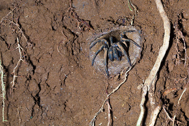 Trapdoor spider Trapdoor spider in mud burrow, Queensland, Australia ship funnel stock pictures, royalty-free photos & images