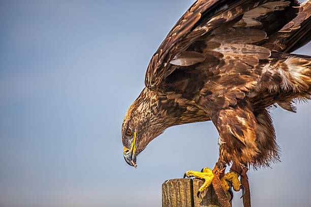 Close up of  Russian Steppe Eagle Close up of a Russian Steppe Eagle steppe eagle aquila nipalensis detail of eagles head stock pictures, royalty-free photos & images