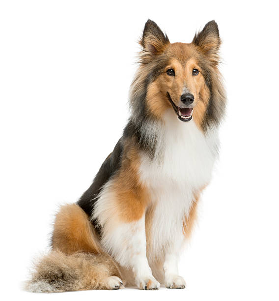 istock Shetland Sheepdog sitting in front of a white background 510055402