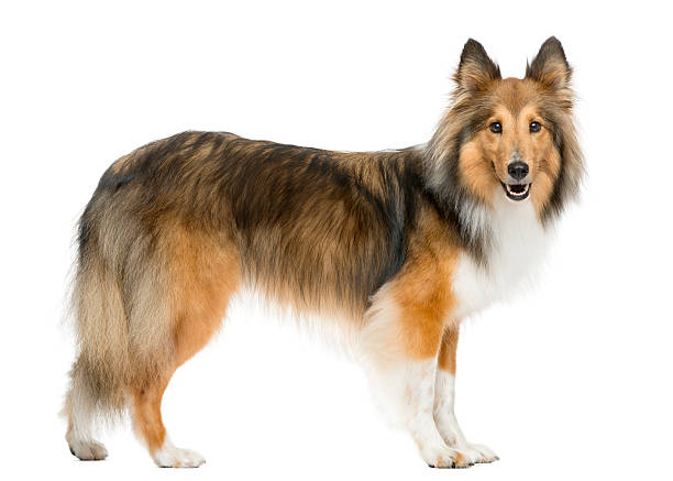 Shetland Sheepdog in front of a white background Shetland Sheepdog in front of a white background shetland sheepdog stock pictures, royalty-free photos & images