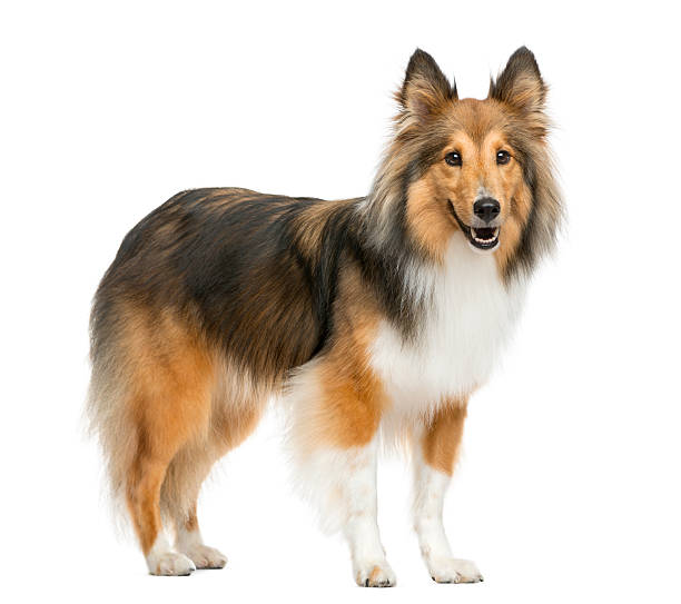 istock Shetland Sheepdog in front of a white background 510055520
