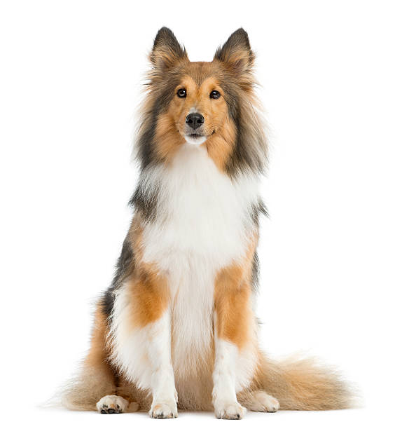 istock Shetland Sheepdog sitting in front of a white background 510055726