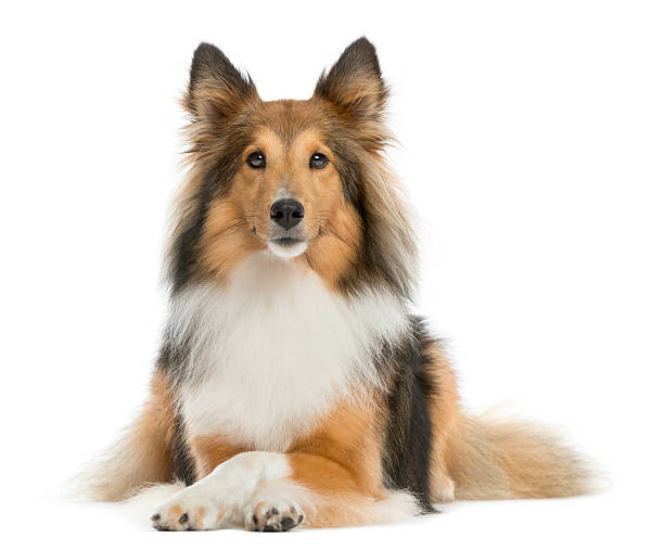 istock Shetland Sheepdog lying in front of a white background 510055790