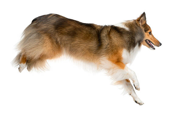 istock Shetland Sheepdog jumping in front of a white background 510055862