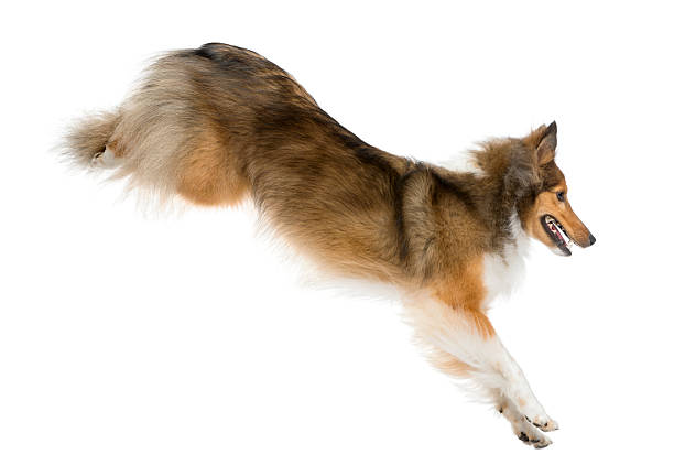 istock Shetland Sheepdog jumping in front of a white background 510056412