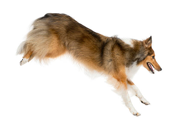 istock Shetland Sheepdog jumping in front of a white background 510056582
