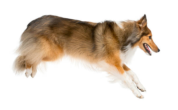 istock Shetland Sheepdog jumping in front of a white background 510056790