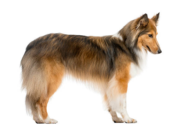 Shetland Sheepdog jumping in front of a white background Shetland Sheepdog jumping in front of a white background shetland sheepdog stock pictures, royalty-free photos & images