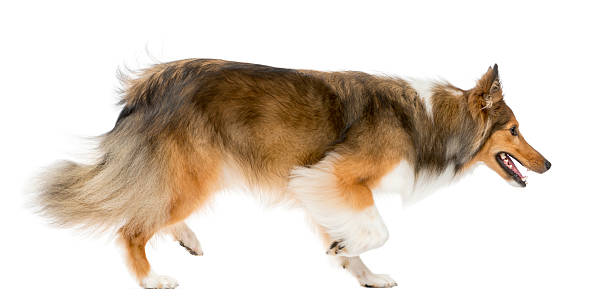 istock Shetland Sheepdog running in front of a white background 510057282