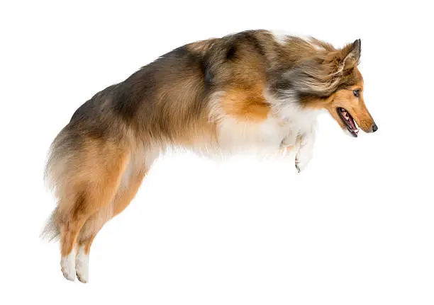 Photo of Shetland Sheepdog jumping in front of a white background