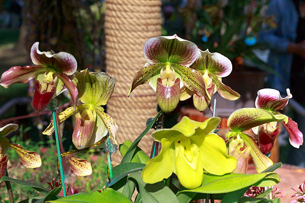 lady-slip, paphiopedilum em fundo natural - ladyslipper imagens e fotografias de stock