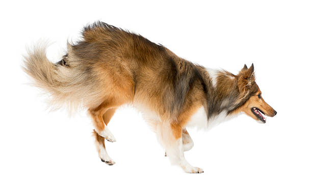 istock Shetland Sheepdog jumping in front of a white background 510057484