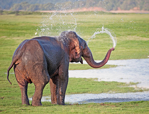istock Elephant spout, Minneriya, Sri Lanka 510057572