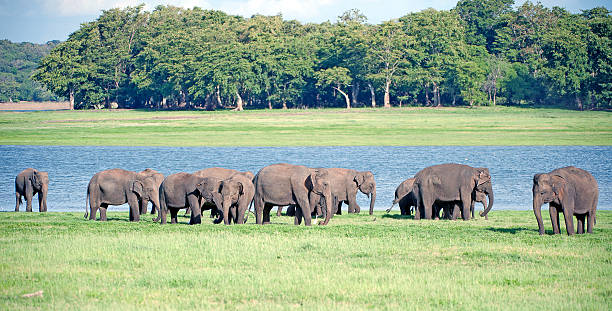 istock Gathering giants. Minneriya National Park, Sri Lanka 510057778