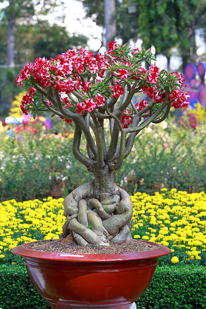 adenium obesum 로세아 또는 사막 로즈 in flowerpot. - ornamental garden plant tropical climate desert 뉴스 사진 이미지