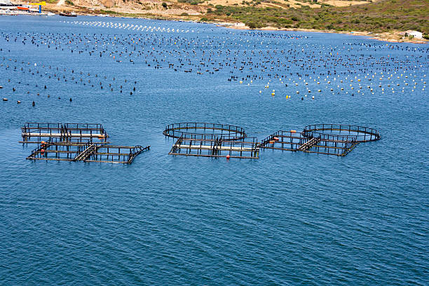 istock Fish and mussel farm 510058350