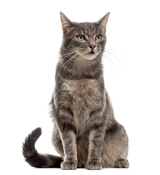 istock Cat sitting in front of a white background 510058598