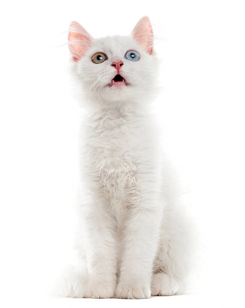 istock White kitten sitting in front of a white background 510058642